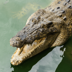 crocodile-park-agadir